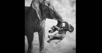 ‘Gut punch’ image of elephant with dead calf wins Wildlife Photographer contest