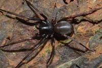 Citizen Photos on St. Thomas and St. John Help Identify Spider Previously Unrecorded in USVI