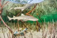 COP17: Nature knows no boundaries – neither can our solutions