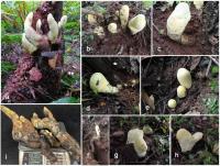 Scientists Shocked to Discover ‘D-rex’, a Giant Fungus from Chinese Forests Dating Back 65 Million Years