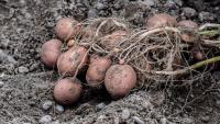 This Week in Farming: Parliament, potatoes and lorry haulage