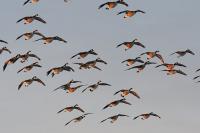 Doug Leier: North Dakota’s fall waterfowl migration patterns have shifted