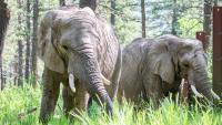 Cheyenne Mountain Zoo announces death of 48-year-old African elephant