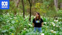 'Beautiful weed' steadily choking landscapes across southern WA