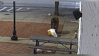 Video shows smash-and-grab at downtown Baltimore pub as businesses face repeat break-ins