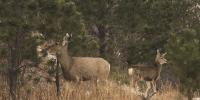 Minnesota youth deer season begins Thursday