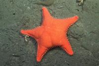 ‘Patrick’ sea star went viral, but Argentine deep-sea canyon held 57 new species