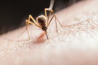<![CDATA[Two Adults Die of West Nile Virus in Central North Carolina]]>