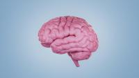 Scientists uncover 539 unique compartments in brain unknown to science