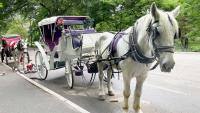 New York City's iconic horse-drawn carriages expected to take their last trot