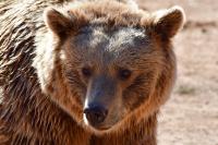 Bears Kill Hundreds of Sheep in Northern Greece