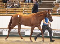 Record Book 2 Session Sees Yeomanstown’s Lope De Vega Colt Top Trade At 650k