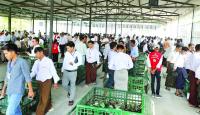 70 Gem Lots Sold on Fifth Day of 61st Myanmar Gems Emporium