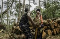 Global deforestation slowed in 2025 but surged in Congo basin