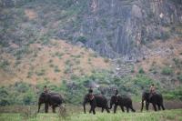Tourists Flock to Wahnet Elephant Camp