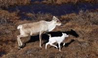 Biologist Spots Ultra-Rare Albino Caribou In Alaska… The First Recorded Sighting In Decades