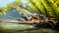 A Jurassic crocodile relative from Morocco had needle-like teeth unlike any of its known relatives