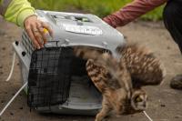 Endangered Pueo Released Back onto MCBH