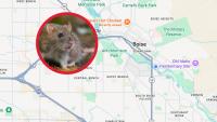 Rats: Idaho Database Reveals Most Infested Areas