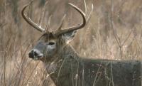 Iowa DNR: Drivers stay alert for deer movement