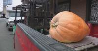 Boston’s official 250-pound pumpkin makes its grand arrival