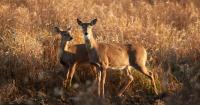 Missouri hunters take 6,524 deer in 'antlerless' part of deer season