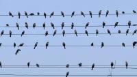Why are thousands of large birds electrocuted on power lines every year, yet sparrows can sit on the same wires unharmed