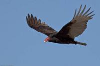 NCF joins global efforts to protect migratory vultures