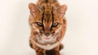 Have You Seen This? New cat species found in Bolivia