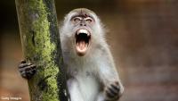 Nepalese City Besieged by Marauding Monkeys