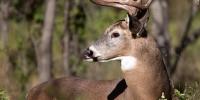 Illinois reminds drivers to watch out for deer