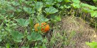 Pumpkins In Cereal Rye: Opportunities And Challenges For Indiana Growers