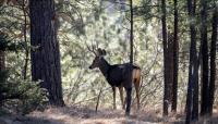 New Mexico AG says hunting outfitter license system is 'unconstitutional,' calls for reform