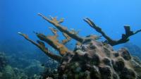 1 Million Coral Embryos Return to a Costa Rica Reef in a National First