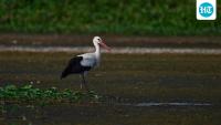 Low rainfall brings migratory birds early at Ujani backwaters