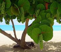 Episode CCCLXXIII – 373: A Living Treasure of Aruba
