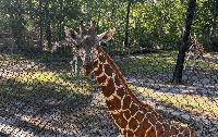 Meet Onduli, The Birmingham Zoo’s newest giraffe