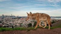 Wildlife Photographer of the Year named - see the 19 winning images