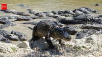 Florida's alligators create ponds that help wildlife survive droughts