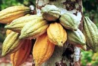 Nigeria loses $2bn yearly to cocoa value addition gap — FG