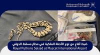 Illegal wildlife trade foiled at Muscat International Airport as royal pythons seized