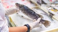 UK households told to stop buying two types of fish with stocks low - full list