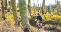 Marana tourism plan thrives in inaugural year