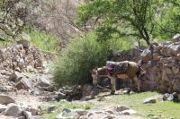 MSF: Donkeys Are Sometimes the Only Way to Reach Healthcare in Bamiyan