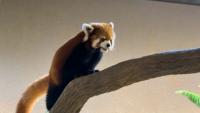Taipei Zoo red panda Chi-Chi settles in at Singapore Zoo
