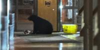 Bear wanders Alaska hospital at 2 am, raids Halloween candy