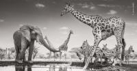 In pictures: The winning shots from the Wildlife Photographer of the Year 2026