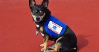 Advocates sound alarm on fake service dogs. ‘The laws are vaguely written’