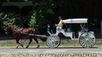 Mamdani, City Council move to end iconic NYC horse-drawn carriage industry as workers face uncertain future