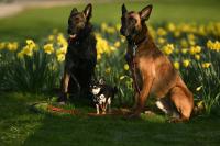 Scientists discover which dog breeds die younger than others – and why